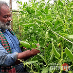 গ্রাফটিং টমেটো চাষ