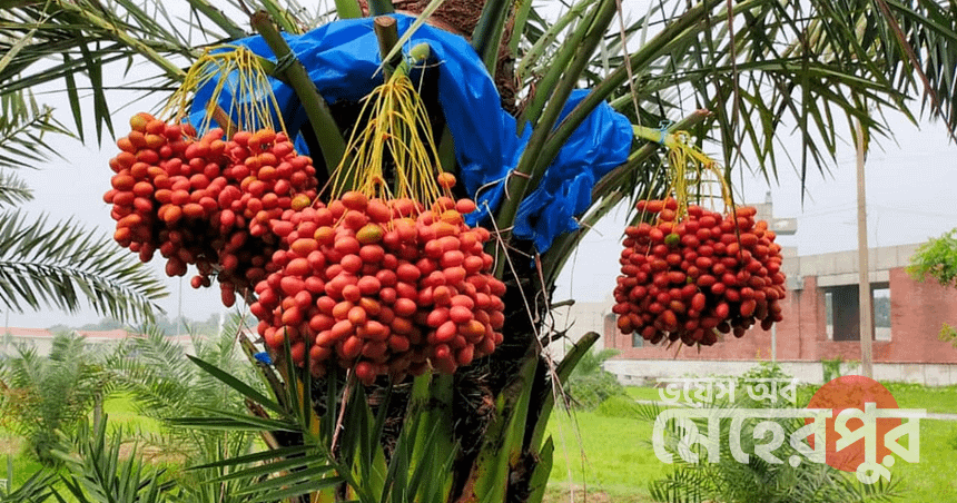 মেহেরপুরে খেজুর চাষ